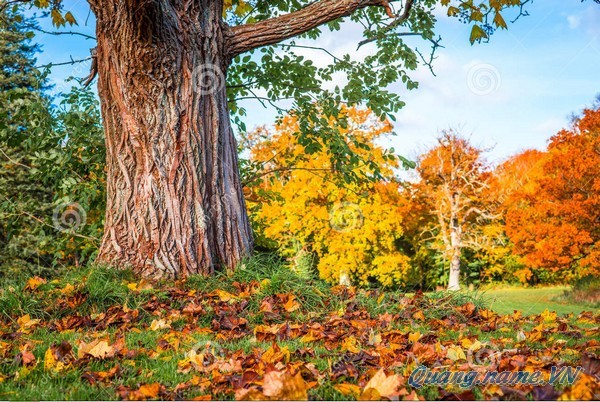Lá chao đỏ – Nguyễn Phú
