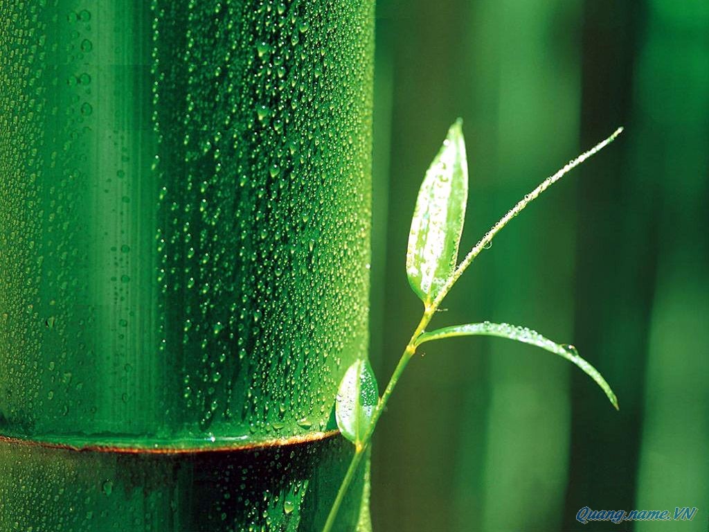 Blog Radio 257: Quê hương là…