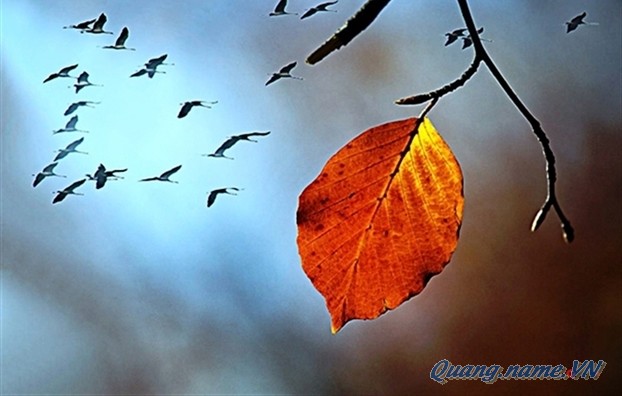 Chiếc lá hình giọt lệ