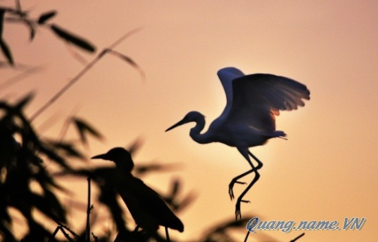 Chuyện viết ở đầm cò