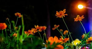 Hoa nở vườn đêm & Một vầng nắng nhỏ