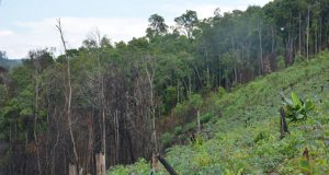 Súng nổ cửa rừng