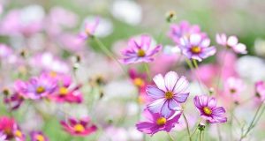 Buổi Chiều Hạnh Phúc