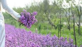 Đồng Thạch Thảo – Lý Lan