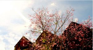 Có Mùa Xuân Vừa Ngang Qua