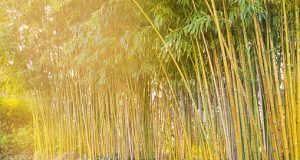 Gió Bấc Qua Đồng