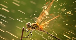 Khoảnh khắc một đời