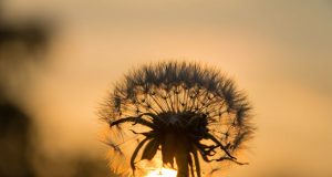 Ngày mai em không ở lại đây nữa