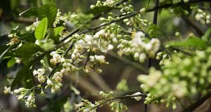 Những Buổi Tối Không Mưa