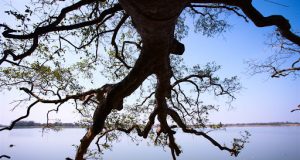 Phía Trước Là Dòng Sông