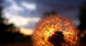 Tiếng Gọi Đời Thường & Sợi Tơ Nhện