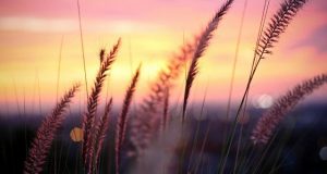 Cái mặt không xài được