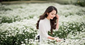 Cúc họa mi nở rồi, anh có trở về không?