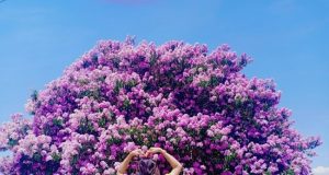 Mùa bằng lăng không anh