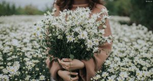 Mùa hoa không bao giờ nở