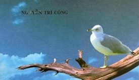 Nhật Ký Buồn Cho Hải Âu