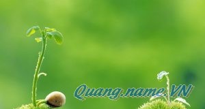 Sống Hay Tồn Tại